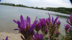 Astragalus onobrychis