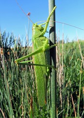 Tettigonia viridissima