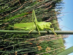 Tettigonia viridissima