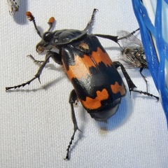 Nicrophorus mexicanus