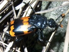 Nicrophorus mexicanus