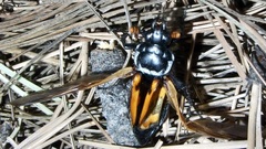 Nicrophorus mexicanus