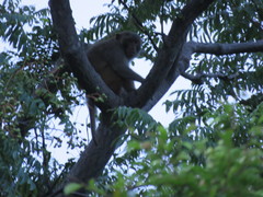 Macaca mulatta