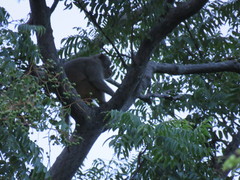 Macaca mulatta