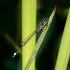 Ischnura graellsii