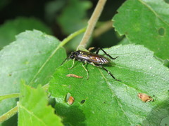 Macrophya militaris