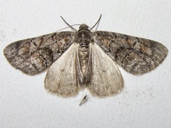 Galenara