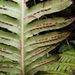 Woodwardia radicans - Photo (c) Rafael Medina, algunos derechos reservados (CC BY)