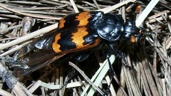 Nicrophorus mexicanus