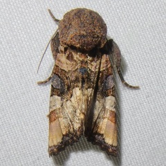 Euplexia triplaga