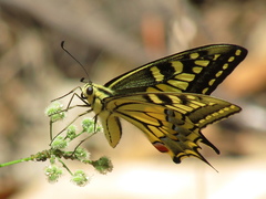 Papilio machaon