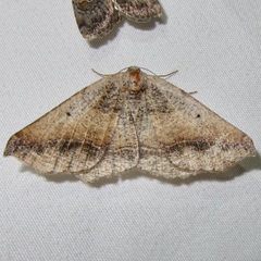 Prochoerodes forficaria