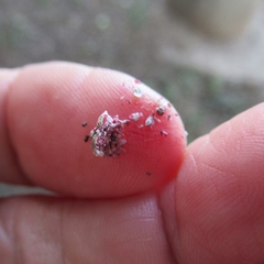 Eriococcus lagerstroemiae