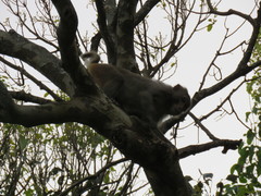 Macaca mulatta