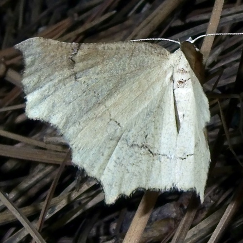 Eriplatymetra grotearia photo 4