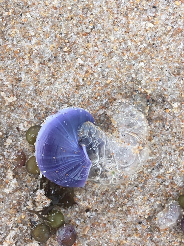 アサガオガイ
