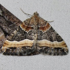 Xanthorhoe mirabilata