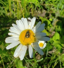 Trichiotinus affinis