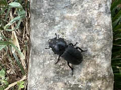 Dorcus parallelipipedus