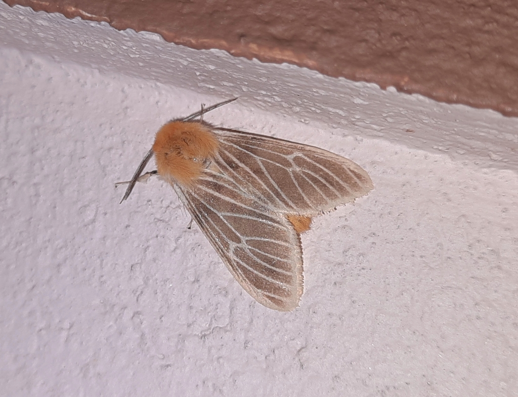 Lemyra venosa
