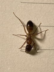 Camponotus maculatus