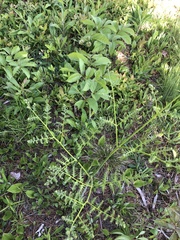 Pteridium aquilinum image