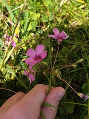 Oxalis articulata