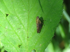 Omalophora pectoralis