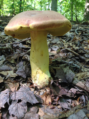 Boletus auripes