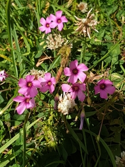 Oxalis articulata