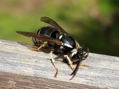 Vespula consobrina