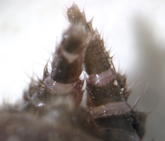 Atypus muralis