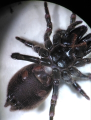 Atypus muralis