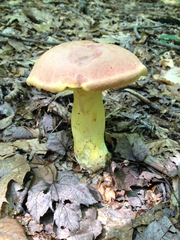 Boletus auripes