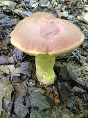 Boletus auripes