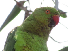 Psittacula krameri