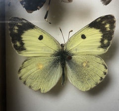 Colias poliographus