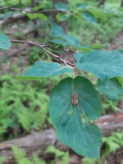 Rilaena triangularis