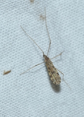 Ilisia maculata