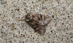 Lacinipolia cuneata