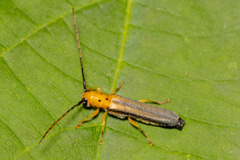Oberea tripunctata