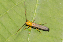 Oberea tripunctata