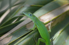 Anolis chlorocyanus