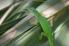 Anolis chlorocyanus