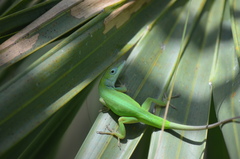 Anolis chlorocyanus