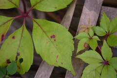 Phyllosticta parthenocissi