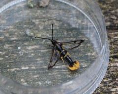 Synanthedon andrenaeformis