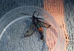 Synanthedon stomoxiformis
