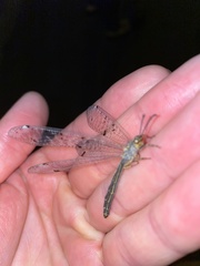 Distoleon tetragrammicus