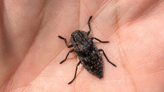 Dicerca moesta